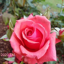 Load image into Gallery viewer, Fragrant Cloud