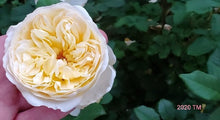 Load image into Gallery viewer, AUSmas