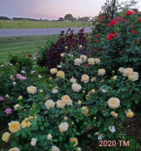 Load image into Gallery viewer, AUSmas