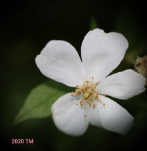 Load image into Gallery viewer, Darlow's Enigma