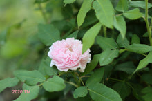 Load image into Gallery viewer, Jacques Cartier