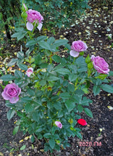 Load image into Gallery viewer, MEIptima