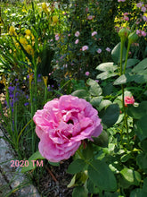 Load image into Gallery viewer, Paul Neyron