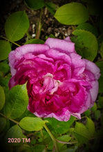 Load image into Gallery viewer, Reine des Violettes