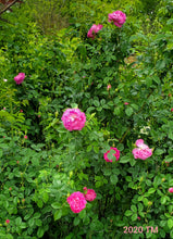 Load image into Gallery viewer, Shailer's Provence