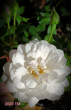 Load image into Gallery viewer, White Pet