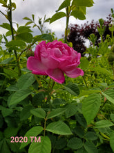 Load image into Gallery viewer, Shailer's Provence
