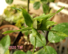 Load image into Gallery viewer, Green Rose