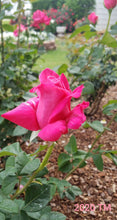 Load image into Gallery viewer, Elizabeth Taylor