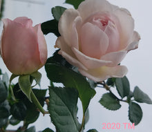 Load image into Gallery viewer, New Dawn