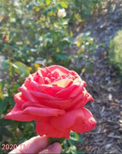 Load image into Gallery viewer, Fragrant Cloud