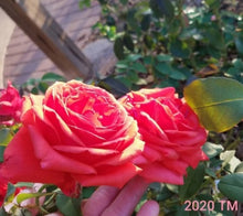 Load image into Gallery viewer, Fragrant Cloud