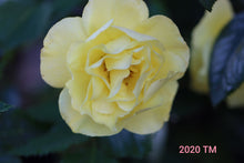 Load image into Gallery viewer, Sunsprite