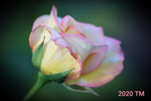 Load image into Gallery viewer, Peace