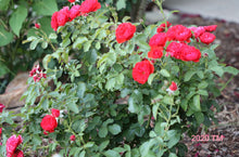 Load image into Gallery viewer, Trumpeter