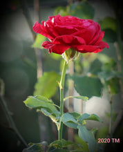 Load image into Gallery viewer, Don Juan