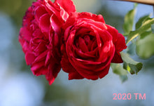 Load image into Gallery viewer, Don Juan