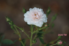 Load image into Gallery viewer, White Pet