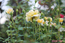 Load image into Gallery viewer, AUSmas