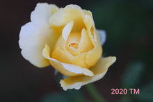 Load image into Gallery viewer, AUSmas