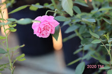 Load image into Gallery viewer, Hermosa