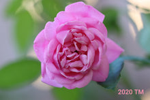 Load image into Gallery viewer, Hermosa