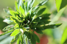Load image into Gallery viewer, Green Rose