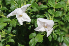 Load image into Gallery viewer, Rosa Rugosa Alba