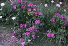 Load image into Gallery viewer, Reine des Violettes
