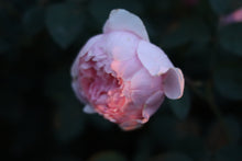 Load image into Gallery viewer, AUSgrab