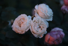 Load image into Gallery viewer, AUScat