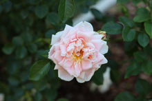 Load image into Gallery viewer, Morgengruss