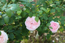 Load image into Gallery viewer, Jacques Cartier