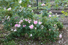 Load image into Gallery viewer, Ispahan