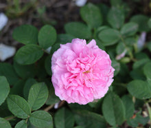 Load image into Gallery viewer, Ispahan