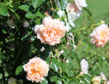 Load image into Gallery viewer, Morgengruss