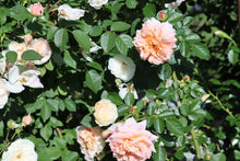 Load image into Gallery viewer, Morgengruss