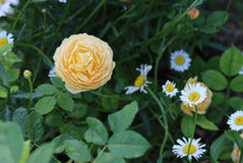 Load image into Gallery viewer, AUSmol