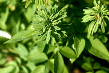 Load image into Gallery viewer, Green Rose