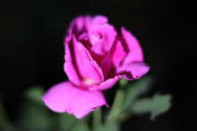 Load image into Gallery viewer, Thomas Affleck