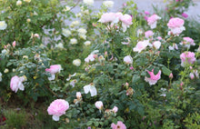 Load image into Gallery viewer, AUSmary