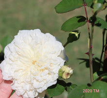 Load image into Gallery viewer, Sombreuil