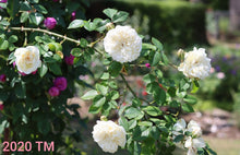 Load image into Gallery viewer, Sombreuil