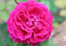 Load image into Gallery viewer, Duke of Edinburgh