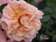 Load image into Gallery viewer, Morgengruss