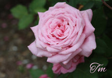 Load image into Gallery viewer, Belinda's Dream
