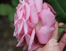 Load image into Gallery viewer, Belinda's Dream