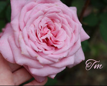 Load image into Gallery viewer, Belinda's Dream