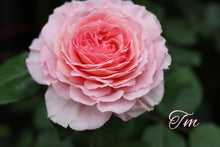 Load image into Gallery viewer, AUScrystal