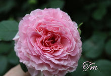 Load image into Gallery viewer, AUScrystal